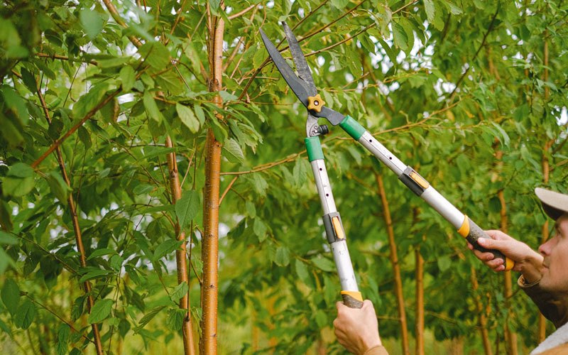 Tree trimming in Choctaw, OK