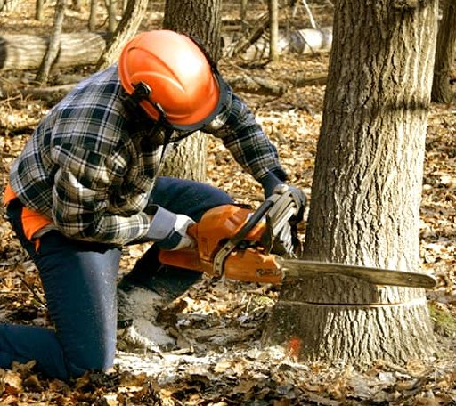 Tree Removal in Choctaw, OK